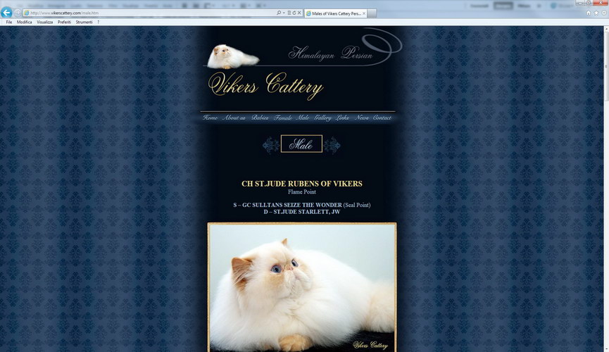 Vickers Himalayan and Persian Cattery